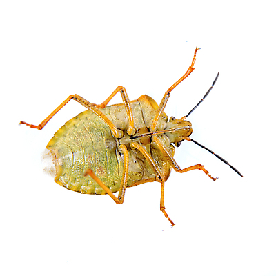 포토 JPG 해외이미지 동물 1 곤충 백그라운드 자연 생물 실내 사람 사람없음 옆모습 초록색 흰색 벌레 자르기 가득함 정사각형 슛 방패 길이 악취 고립 해외202004 해외포토 도형 뷰포인트 컬러 모션 내부 생태계 냄새 파일형식 이미지허브