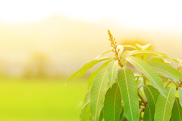 포토 JPG 해외이미지 나무 식물 꽃잎 꽃 아시아 줄기 백그라운드 잎 농업 채소 과일 태국 자연 동양인 사람없음 야외 목재 초록색 여름 노란색 정원 매트 벚꽃 아기 신선 치아 향수 묘사 유기농 꽃가루 향 망고 내추럴 아열대 알로하 해외202004 해외포토 웰빙 계절 나라 산업 컬러 재료 사람 인종 화장품 인사 소화기관 가루 열대과일 생태계 파일형식 이미지허브