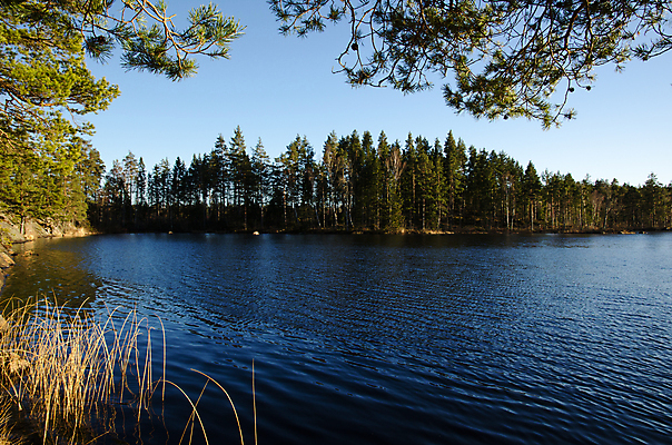 포토 JPG 해외이미지 나무 호수 바다 자연 스웨덴 갈대 풍경 사람없음 초록색 물 파란색 컬러풀 햇빛 환경 맑음 봄 나뭇가지 소나무 숲 침엽수 내추럴 삼림지대 해외202004 해외포토 자연요소 식물 계절 컬러 날씨 북유럽 태양 생태계 파일형식 이미지허브