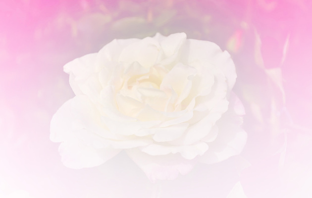 포토 JPG 해외이미지 식물 디자인 꽃 분홍색 꽃다발 백그라운드 컨셉 꽃무늬 자연 벽지 추상 수채화 선물 사람없음 빨간색 물 장미 우주 벚꽃 흰색 신선 최고 만족 아로마 부드러움 공상 파스텔톤 스타일 해외202004 해외포토 자연요소 감정 컬러 무늬 감각 생태계 파일형식 이미지허브