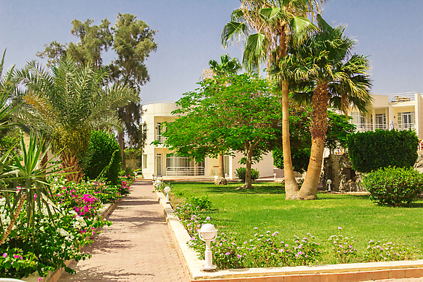 포토 JPG 해외이미지 구름 꽃잎 꽃 잎 하늘 이집트 풍경 잔디 사람없음 여름 야자수 태양 뜨거움 해외202004 해외포토 자연요소 나무 식물 계절 아프리카 파일형식 이미지허브