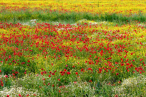 포토 JPG 해외이미지 계절 꽃 유럽 여행 밭 자연 휴가 풍경 사람없음 야외 가로 빨간색 초록색 노란색 봄 이탈리아 흰색 시골 개화 땅 지중해 장면 양귀비 내추럴 구성 해외202004 해외포토 식물 나라 바다 컬러 농업 생태계 파일형식 이미지허브