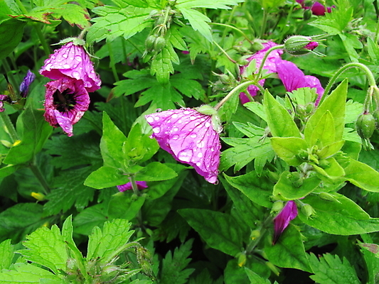 포토 JPG 해외이미지 꽃 잎 자연 사람없음 물 여름 정원 보라색 흐름 떨어짐 제라늄 해외202004 해외포토 자연요소 식물 계절 컬러 컨셉 생태계 파일형식 이미지허브