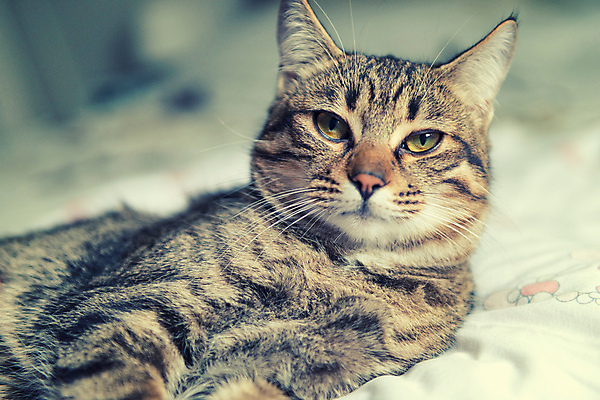 포토 JPG 해외이미지 동물 휴식 사람없음 반려동물 고양이 해외202004 해외포토 컨셉 포유류 파일형식 이미지허브