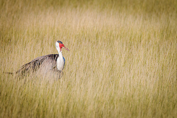 포토 JPG 해외이미지 동물 야생동물 여행 아프리카 조류 사람없음 물 황무지 보호 습지 사파리 깃털 기중기 새장 멸종 서식지 변소 보츠와나 생태학 엮은 해외202004 해외포토 자연요소 교육 나라 컨셉 중장비 케이지 파일형식 이미지허브