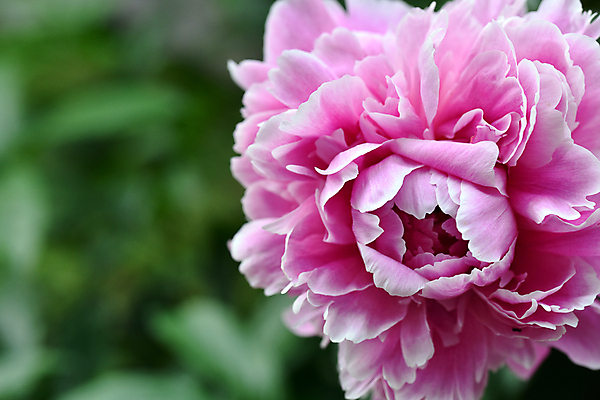 포토 JPG 해외이미지 식물 계절 꽃잎 꽃 분홍색 백그라운드 잎 꽃무늬 자연 선물 사람없음 장식 빨간색 초록색 여름 컬러풀 정원 봄 활발 벚꽃 신선 개화 묘사 원예 부드러움 내추럴 작약 해외202004 해외포토 컬러 컨셉 무늬 취미 감각 생태계 파일형식 이미지허브