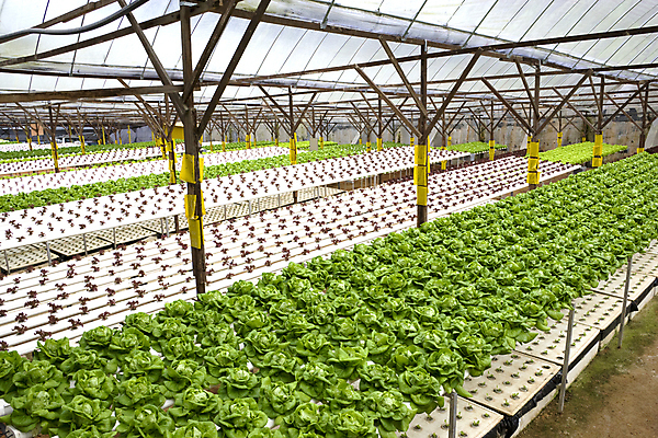 포토 JPG 해외이미지 식물 아시아 음식 농업 채소 비즈니스 자연 사람없음 야외 빨간색 초록색 농작물 농장 농경지 머리 정원 수확 성장 시골 신선 산호 농부 상추 유기농 원예 버터 말레이시아 내추럴 밭일 로메인상추 해외202004 해외포토 직업 웰빙 나라 산업 컬러 취미 신체부위 자포동물 생태계 파일형식 이미지허브