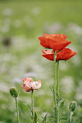 포토 JPG 해외이미지 식물 꽃잎 꽃 잎 패턴 밭 자연 사람없음 빨간색 초록색 여름 정원 침묵 들꽃 벚꽃 신선 데이지 양귀비 내추럴 해외202004 해외포토 계절 컬러 무늬 농업 소리 생태계 파일형식 이미지허브