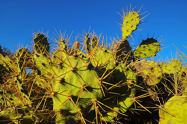 포토 JPG 해외이미지 식물 음식 줄기 백그라운드 잎 패턴 과일 자연 하늘 멕시코 선인장 건강 사람없음 초록색 파란색 사막 가시 닫기 묘사 질감 날카로움 스파이크 내추럴 식용 해외202004 해외포토 컬러 북아메리카 무늬 모션 생태계 파일형식 이미지허브
