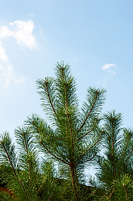 포토 JPG 해외이미지 나무 식물 공원 크리스마스 패턴 자연 추상 휴가 사람없음 야외 목재 초록색 갈색 환경 나뭇가지 신선 소나무 숲 묘사 질감 나무껍질 섬유 상록수 침엽수 전나무 원뿔 잡동사니 내추럴 수목 해외202004 해외포토 도형 공공시설 기념일 컬러 무늬 재료 껍질 직물 생태계 파일형식 이미지허브