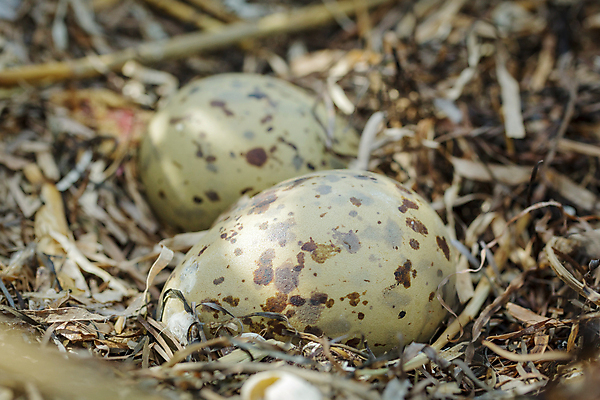 포토 JPG 해외이미지 야생동물 어린이 음식 2 자연 갈매기 조류 건조 갈대 사람없음 야외 초록색 바구니 점 둥지 물새 서식지 내추럴 보호구역 해외202004 해외포토 식물 동물 컬러 사람 생태계 구역 파일형식 이미지허브