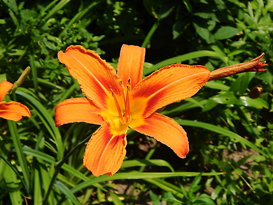 포토 JPG 해외이미지 식물 디자인 공원 꽃 백그라운드 잎 꽃무늬 밭 자연 사람없음 야외 초록색 여름 컬러풀 정원 봄 벚꽃 흰색 신선 내추럴 해외202004 해외포토 계절 공공시설 컬러 무늬 농업 생태계 파일형식 이미지허브