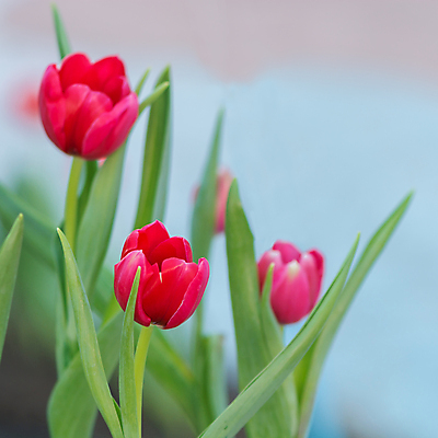 포토 JPG 해외이미지 식물 계절 꽃잎 꽃 백그라운드 꽃무늬 밭 자연 사람없음 장식 빨간색 여름 정원 봄 활발 튤립 벚꽃 신선 내추럴 해외202004 해외포토 컬러 컨셉 무늬 농업 생태계 파일형식 이미지허브
