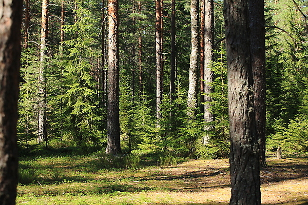 포토 JPG 해외이미지 나무 식물 여행 자연 풍경 사람없음 목재 초록색 여름 햇빛 갈색 노란색 맑음 나뭇가지 소나무 황무지 숲 신비 침엽수 삼림지대 해외202004 해외포토 계절 컬러 컨셉 재료 날씨 태양 생태계 파일형식 이미지허브