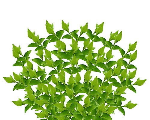 포토 JPG 해외이미지 나무 식물 공원 곤충 백그라운드 잎 자연 프레임 그림자 사람없음 야외 초록색 여름 태양 우주 정원 맑음 침묵 성장 흰색 나뭇가지 신선 투명 숲 묘사 유기농 질감 내추럴 고립 디테일 해외202004 해외포토 자연요소 동물 웰빙 계절 공공시설 컬러 날씨 소리 생태계 파일형식 이미지허브