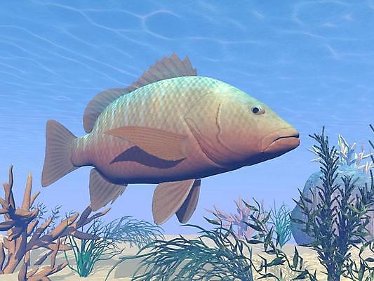 포토 JPG 해외이미지 동물 1 바다 백그라운드 자연 어류 미술 사람없음 빨간색 초록색 물 빛 강 컬러풀 햇빛 갈색 3D 디지털 검은색 수중 탐험 흰색 산호 큼 만족 다이빙 만들기 암초 수족관 잭 거인 스펀지 베이스 소금물 식민지 이국적 해외202004 해외포토 자연요소 감정 컬러 모션 현악기 문화예술 태양 수영 수중동물 자포동물 크기 디지털합성 생태계 수중스포츠 파일형식 이미지허브