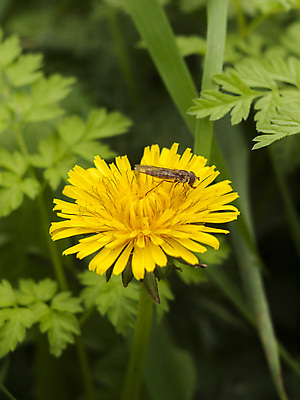 포토 JPG 해외이미지 식물 계절 꽃잎 꽃 백그라운드 잎 꽃무늬 밭 채소 자연 하늘 해바라기 풍경 사람없음 초록색 여름 빛 햇빛 태양 노란색 정원 맑음 봄 들꽃 벚꽃 시골 민들레 장작 땅 허브 내추럴 고립 평야 해외202004 해외포토 자연요소 컬러 무늬 농업 날씨 생태계 파일형식 이미지허브