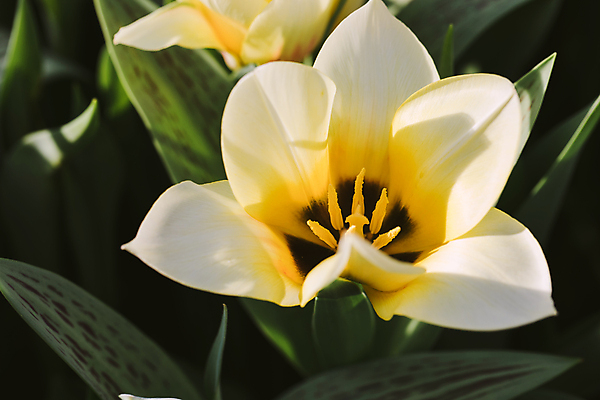 포토 JPG 해외이미지 식물 꽃잎 꽃 분홍색 꽃다발 백그라운드 잎 꽃무늬 밭 자연 사람없음 장식 초록색 컬러풀 노란색 환경 정원 보라색 침묵 봄 튤립 벚꽃 흰색 신선 우아함 선택 네덜란드 원예 초대 고립 많음 해외202004 해외포토 계절 유럽 컬러 컨셉 무늬 농업 취미 소리 생태계 파일형식 이미지허브
