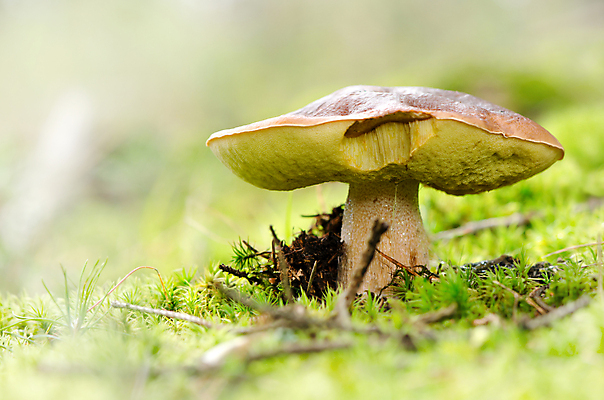 포토 JPG 해외이미지 식물 계절 공원 음식 잎 오렌지 재료 자연 휴가 건강 이끼 사람없음 야외 목재 초록색 여름 빛 컬러풀 갈색 노란색 버섯 성장 가을 흰색 신선 그룹 숲 왕 묘사 오브젝트 폴란드 내추럴 곰팡이 그물버섯 번 식용 페니 해외202004 해외포토 나무 공공시설 유럽 빵 컬러 과일 동전 생태계 파일형식 이미지허브