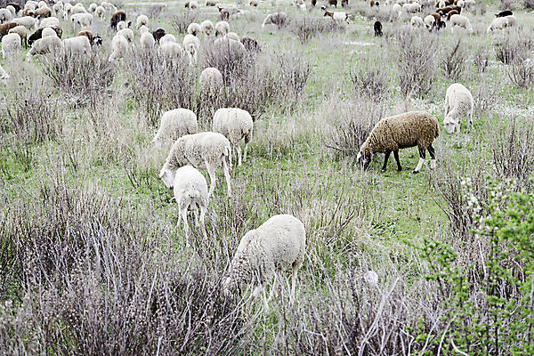 포토 JPG 해외이미지 동물 시선 밭 농업 포유류 자연 새로움 털 함께함 육류 풍경 경사 사람없음 야외 초록색 울타리 농장 농경지 가축 흰색 시골 양 그룹 기다림 군중 주식 방목 언덕 양고기 양모 기르기 밭일 양털 찰과상 많음 목가 해외202004 해외포토 산업 컬러 컨셉 식재료 모션 사람 금융 담장 직물 축산업 상처 생태계 돌봄 파일형식 이미지허브