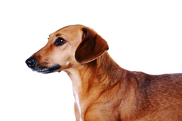 포토 JPG 해외이미지 동물 척추동물 응시 포유류 생물 털 사랑 사람없음 빨간색 반려동물 갈색 머리 귀여움 개 강아지 닥스훈트 만족 코 냄새 사냥개 주둥이 송곳니 고립 기르기 복종 유래 해외202004 해외포토 시선 감정 컬러 컨셉 신체부위 치아 돌봄 파일형식 이미지허브