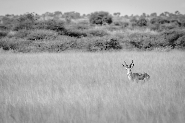 포토 JPG 해외이미지 동물 공원 야생동물 여행 포유류 아프리카 자연 초식동물 뿔 사람없음 야외 달러 황무지 우아함 보호 사파리 영양 남쪽 내추럴 가젤 남아프리카 대패 동물상 사바나 생태학 전국 초식 칼라하리 해외202004 해외포토 공공시설 교육 나라 컨셉 돈 조형물 사막 방향 생태계 파일형식 이미지허브
