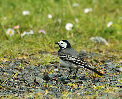 포토 JPG 해외이미지 계절 야생동물 자연 조류 사람없음 여름 검은색 회색 흰색 시골 스코틀랜드 해외202004 해외포토 동물 컬러 영국 생태계 파일형식 이미지허브