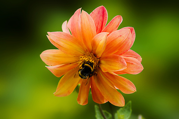 포토 JPG 해외이미지 식물 꽃잎 꽃 줄기 꽃다발 백그라운드 잎 밭 자연 친절 이끼 잔디 사람없음 장식 초록색 여름 파란색 노란색 정원 카펫 덮개 벚꽃 흰색 숲 허브 제비꽃 순수 그림 엽서 꽃수술 땅바닥 수목 소멸 해외202004 해외포토 계절 컬러 컨셉 농업 바닥 뚜껑 편지 생태계 파일형식 이미지허브