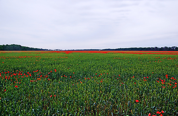 포토 JPG 해외이미지 나무 식물 구름 계절 꽃 줄기 백그라운드 밭 농업 자연 하늘 풍경 사람없음 야외 빨간색 초록색 여름 농작물 농장 봄 벚꽃 시골 낟알 땅 시리얼 밀 허브 아로마 양귀비 내추럴 해외202004 해외포토 자연요소 산업 음식 컬러 곡류 생태계 파일형식 이미지허브