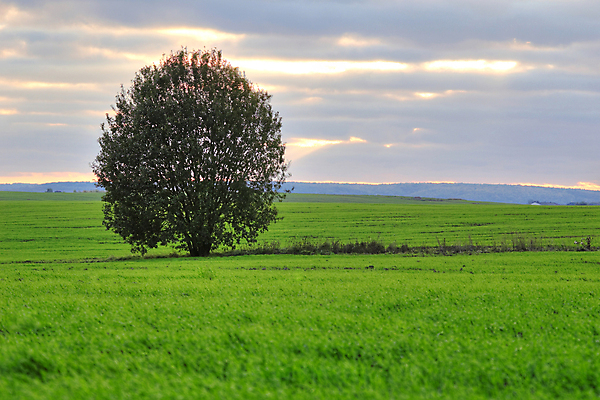 포토 JPG 해외이미지 나무 구름 계절 공원 잎 밭 농업 자연 하늘 기술 풍경 사람없음 야외 목재 초록색 여름 파란색 글로벌 햇빛 태양 농장 환경 침묵 자유 성장 시골 땅 장면 지역 천국 흐림 수평선 해외202004 해외포토 자연요소 식물 공공시설 산업 컬러 컨셉 재료 날씨 소리 생태계 파일형식 이미지허브