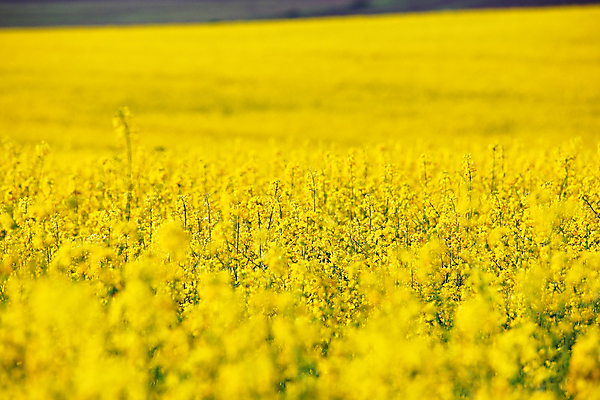 포토 JPG 해외이미지 식물 계절 꽃 백그라운드 밭 농업 자연 하늘 풍경 사람없음 야외 여름 파란색 농작물 컬러풀 햇빛 농장 노란색 맑음 봄 벚꽃 시골 땅 유채 내추럴 블러 우크라이나 카놀라 해외202004 해외포토 유럽 산업 컬러 날씨 태양 생태계 파일형식 이미지허브