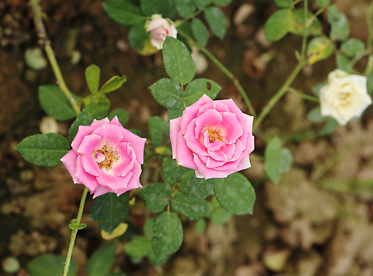 포토 JPG 해외이미지 식물 계절 꽃잎 꽃 분홍색 백그라운드 잎 꽃무늬 오렌지 자연 발렌타인데이 사랑 사람없음 빨간색 초록색 여름 장미 정원 보라색 봄 활발 벚꽃 흰색 축하 신선 개화 닫기 싱글 원예 내추럴 해외202004 해외포토 감정 컬러 컨셉 무늬 과일 모션 데이이벤트 취미 생태계 파일형식 이미지허브