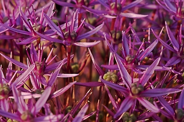 포토 JPG 해외이미지 모양 식물 계절 공원 꽃 백그라운드 꽃무늬 공 자연 양파 마늘 씨앗 사람없음 야외 장식 초록색 여름 지구본 정원 보라색 원형 개화 제비꽃 원예 라일락 악취 해외202004 해외포토 도형 공공시설 컬러 무늬 채소 취미 생태계 냄새 파일형식 이미지허브