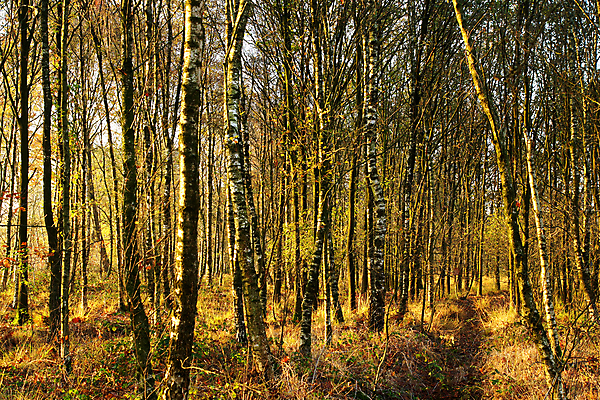 포토 JPG 해외이미지 나무 계절 공원 자연 풍경 사람없음 목재 빛 햇빛 태양 환경 가을 숲 네덜란드 내추럴 해외202004 해외포토 자연요소 식물 공공시설 유럽 재료 생태계 파일형식 이미지허브