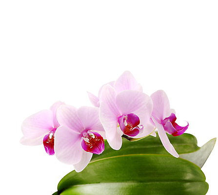 포토 JPG 해외이미지 식물 꽃잎 꽃 줄기 분홍색 꽃다발 백그라운드 잎 꽃무늬 자연 선물 사람없음 스파 봄 벚꽃 나뭇가지 신용카드 난초 호접란 해외202004 해외포토 나무 계절 컬러 무늬 금융 생태계 파일형식 이미지허브