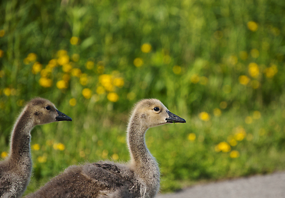 포토 JPG 해외이미지 동물 공원 길 야생동물 자연 조류 사람없음 가로 초록색 걷기 아기 거위 해외202004 해외포토 공공시설 컬러 모션 사람 생태계 파일형식 이미지허브