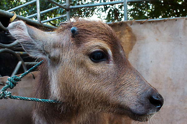 포토 JPG 해외이미지 동물 응시 공원 남자 아시아 문화 얼굴 야생동물 밭 농업 포유류 태국 자연 뿔 육류 사람없음 가로 농장 머리 환경 검은색 사진촬영 힘 시골 아기 황무지 큼 망토 묘사 황소 코 진흙 내추럴 경보 힘찬 해외202004 해외포토 시선 공공시설 나라 산업 컬러 컨셉 식재료 사람 신체부위 촬영 소 크기 생태계 파일형식 이미지허브