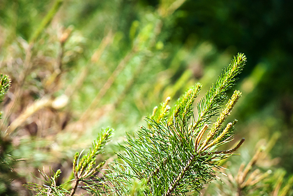 포토 JPG 해외이미지 나무 식물 계절 공원 백그라운드 잎 크리스마스 겨울 패턴 자연 새로움 사람없음 야외 목재 장식 초록색 여름 컬러풀 환경 봄 활발 성장 나뭇가지 신선 소나무 숲 묘사 질감 상록수 침엽수 전나무 내추럴 강렬 가문비나무 해외202004 해외포토 공공시설 기념일 컬러 컨셉 무늬 재료 생태계 파일형식 이미지허브