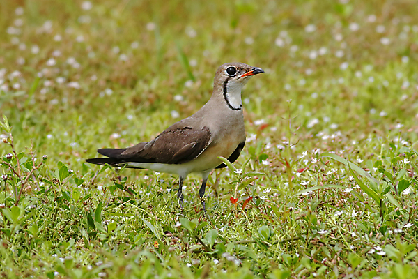 포토 JPG 해외이미지 나무 동물 여자 남자 아시아 얼굴 야생동물 백그라운드 날개 태국 자연 조류 동양인 사람없음 야외 목재 가로 초록색 컬러풀 머리 환경 나뭇가지 막대기 닫기 숲 깃털 꼬리 부리 서식지 생태학 해외202004 해외포토 식물 교육 나라 컬러 재료 모션 사람 인종 신체부위 생태계 파일형식 이미지허브