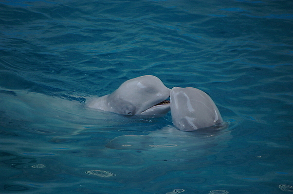 포토 JPG 해외이미지 동물 물결 파도 바다 장난 공 포유류 자연 놀이 사람없음 물 파란색 수영 회색 속도 다이빙 지느러미 지능 해외202004 해외포토 자연요소 컬러 수상스포츠 생태계 수중스포츠 파일형식 이미지허브