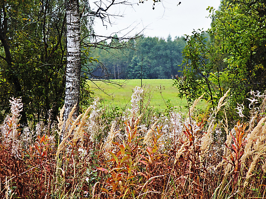 포토 JPG 해외이미지 나무 식물 구름 꽃 잎 자연 하늘 날씨 휴식 풍경 사람없음 목재 초록색 노란색 침묵 회색 가을 숲 순수 즐거움 자작나무 생태학 수평선 해외202004 해외포토 자연요소 계절 교육 감정 컬러 컨셉 재료 소리 생태계 파일형식 이미지허브