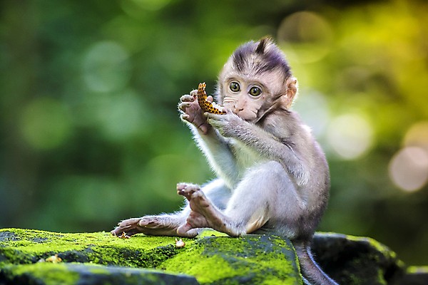 포토 JPG 해외이미지 동물 아시아 얼굴 야생동물 여행 포유류 가족 자연 엄마 털 사람없음 갈색 회색 원숭이 아기 작음 발리 인도네시아 유인원 해외202004 해외포토 나라 컬러 섬 관계 사람 신체부위 크기 생태계 파일형식 이미지허브