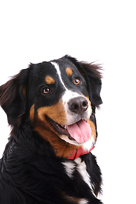 포토 JPG 해외이미지 동물 새끼 친절 털 사람없음 개 모피 혀 흰배경 그림 솜털 송곳니 고립 해외202004 해외포토 백그라운드 포유류 흰색 입 치아 파일형식 이미지허브