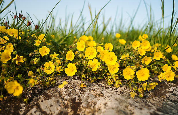 포토 JPG 해외이미지 식물 꽃 자연 하늘 사람없음 초록색 파란색 노란색 바위 화단 해외202004 해외포토 컬러 돌_바위 생태계 파일형식 이미지허브