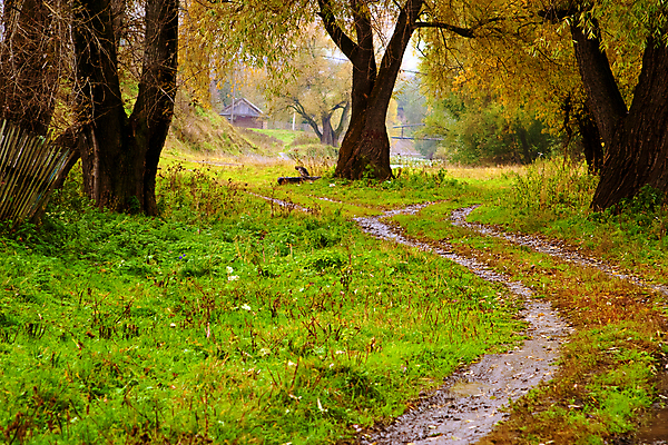 포토 JPG 해외이미지 나무 구름 계절 공원 백그라운드 잎 자연 풍경 사람없음 야외 초록색 컬러풀 노란색 평화 침묵 고요 가을 나뭇가지 시골 심플 10월 옛날 몽환 해외202004 해외포토 자연요소 식물 공공시설 컬러 컨셉 소리 날짜 생태계 파일형식 이미지허브