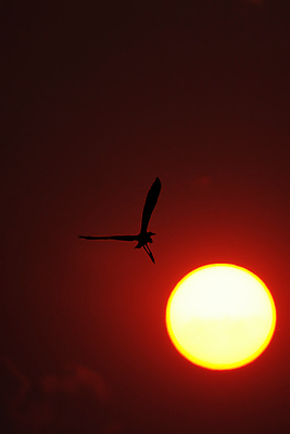 포토 JPG 해외이미지 동물 야생동물 날개 오렌지 아프리카 자연 조류 사람없음 빨간색 태양 노란색 일몰 왜가리 매움 광 보츠와나 해외202004 해외포토 자연요소 나라 컬러 과일 노을 맛 생태계 파일형식 이미지허브
