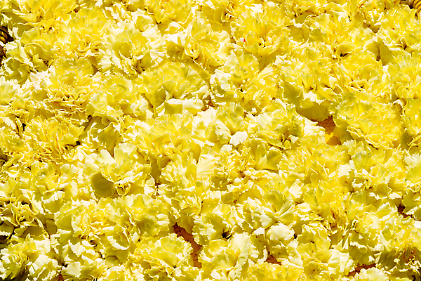 포토 JPG 해외이미지 식물 꽃 분홍색 백그라운드 꽃무늬 자연 휴가 선물 사람없음 노란색 봄 벚꽃 신선 꽃집 카네이션 내추럴 해외202004 해외포토 계절 컬러 무늬 상점 생태계 파일형식 이미지허브