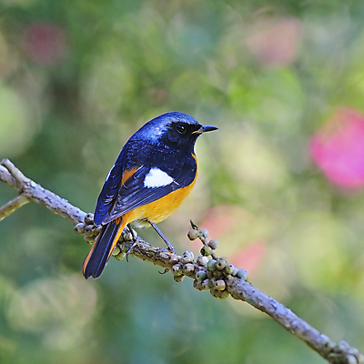 포토 JPG 해외이미지 아시아 야생동물 겨울 오렌지 태국 자연 조류 사람없음 초록색 검은색 서식지 해외202004 해외포토 동물 계절 나라 컬러 과일 생태계 파일형식 이미지허브