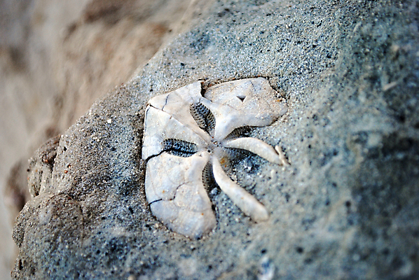 포토 JPG 해외이미지 바다 과학 백그라운드 유적 사람없음 묘사 과거 화석 암초 몰타섬 석회암 지질학 해외202004 해외포토 전통 교육 섬 컨셉 암석 몰타 파일형식 이미지허브