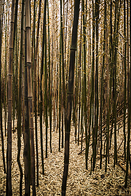 포토 JPG 해외이미지 식물 계절 백그라운드 잎 꽃무늬 자연 추상 사람없음 초록색 미국 성장 나뭇가지 신선 숲 대나무 묘사 유기농 내추럴 해외202004 해외포토 나무 웰빙 꽃 컬러 북아메리카 무늬 생태계 파일형식 이미지허브